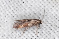 Epermenia profugella