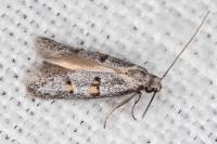 Symmocoides oxybiella