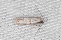 Symmocoides oxybiella