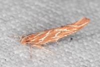 Pyroderces argyrogrammos