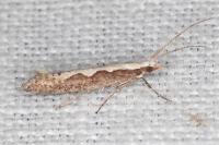 Plutella xylostella