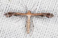 Stangeia siceliota