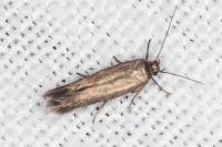 Scythris