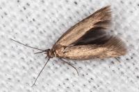 Scythris