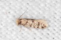 Eumasia parietariella
