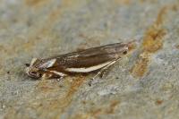 Sophronia humerella