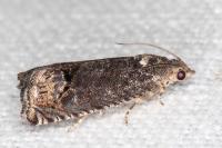 Cydia splendana