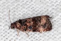 Endothenia