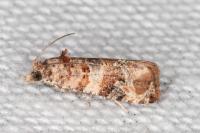 Lobesia botrana