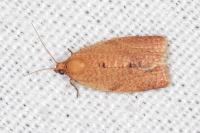 Clepsis consimilana