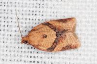 Clepsis consimilana