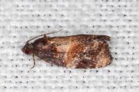 Ditula angustiorana