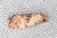 Neocochylis molliculana