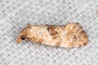 Neocochylis molliculana