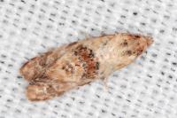 Neocochylis molliculana