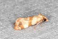 Phalonidia contractana