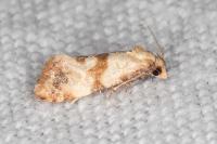 Phalonidia contractana