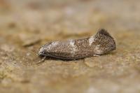 Elachista bedellella