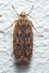 Hofmannophila pseudospretella