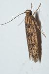 Hofmannophila pseudospretella