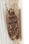 Hofmannophila pseudospretella