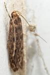 Hofmannophila pseudospretella
