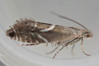Glyphipterix equitella