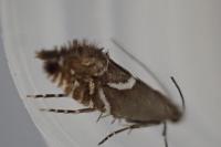 Glyphipterix equitella