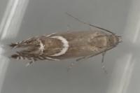 Glyphipterix equitella