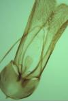Glyphipterix equitella
