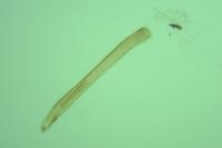 Glyphipterix equitella