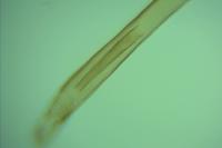 Glyphipterix equitella