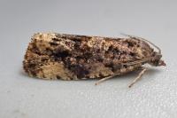 Endothenia lapideana