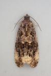 Endothenia lapideana