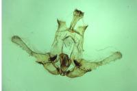 Endothenia lapideana