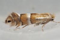 Phyllonorycter ulmifoliella