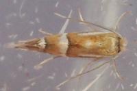Phyllonorycter ulmifoliella
