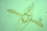 Phyllonorycter ulmifoliella