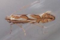 Phyllonorycter blancardella