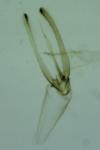 Phyllonorycter blancardella