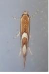 Phyllonorycter mespilella