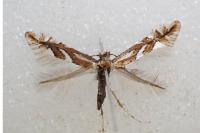 Phyllonorycter mespilella