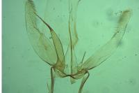 Phyllonorycter mespilella