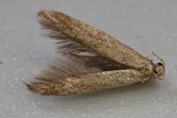 Coleophora serratella