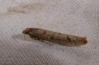 Ypsolopha ustella