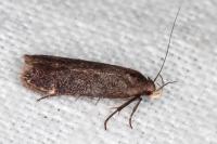 Aproaerema albipalpella