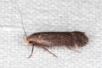 Aproaerema albipalpella