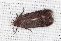 Aproaerema albipalpella