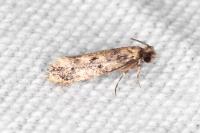 Niditinea fuscella