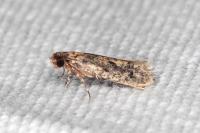 Niditinea fuscella